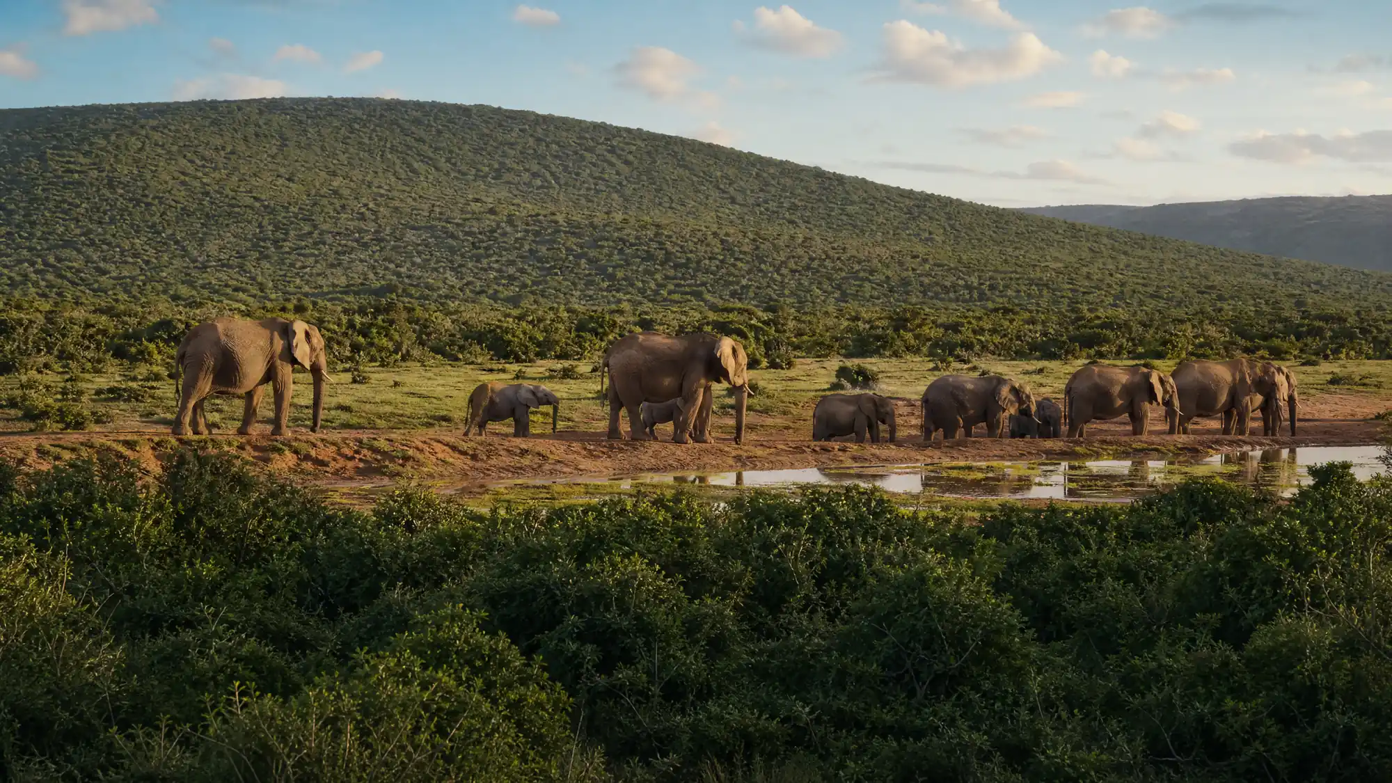 Erleben Sie das drittgrößte Nationalreservat Südafrikas. Beobachten Sie über 600 Elefanten in einer zu 100 % malariafreien Umgebung, nur 72 Kilometer von Port Elizabeth entfernt.