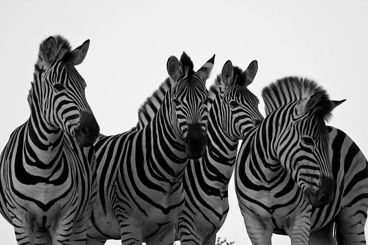 Vier Zebras stehen dicht beieinander vor einem strahlend hellen Himmel.