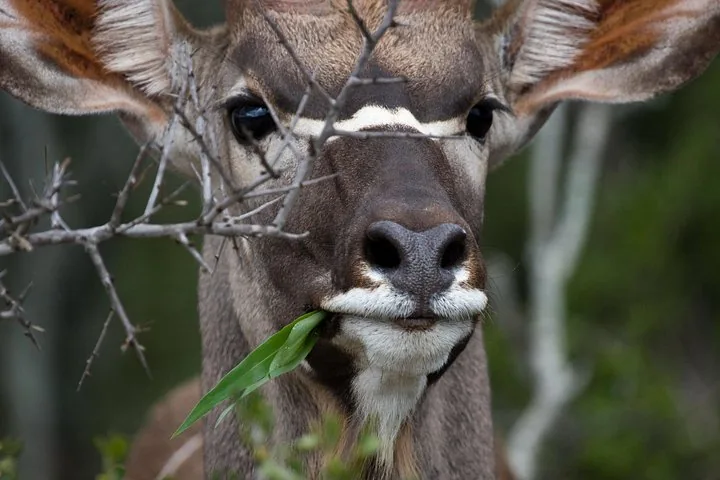 Nahaufnahme eines Kudus, der ein grünes Blatt von einem Busch frisst.