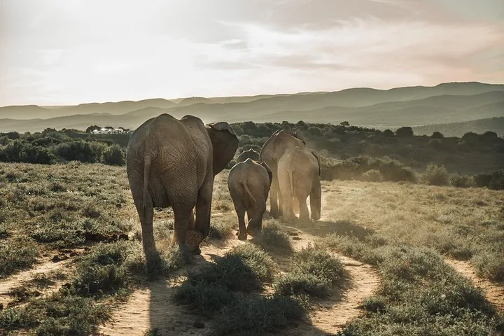 Elefanten, die auf einem Sandweg in einer Safari-Landschaft davongehen.