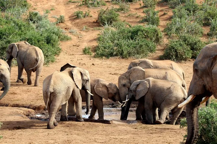 A group of elephants gathered around a mud hole in Addo Elephant National Park.