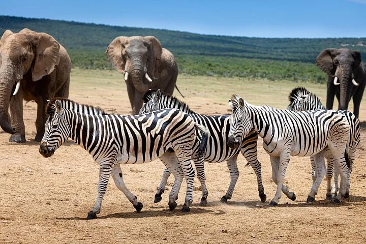Zebras walking in the foreground with elephants in the background on the savanna.