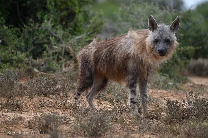 A brown hyena standing in the scrubland looking towards the camera.
