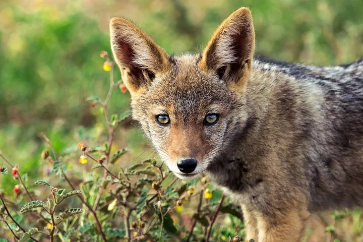 Nahaufnahme eines Schakalwelpen, der in der Wildnis zwischen kleinen Pflanzen steht.