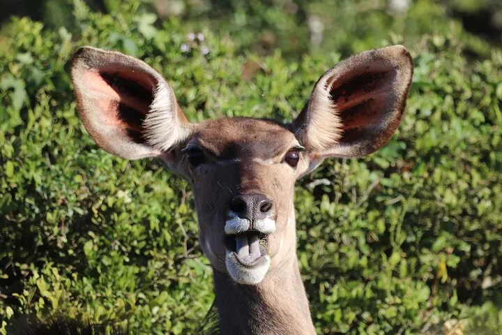 Primo piano di una femmina di kudu con grandi orecchie che guarda verso la fotocamera.