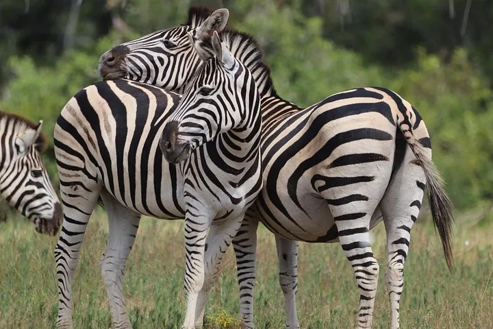Zebras stehen zusammen auf einer grasbewachsenen Fläche im Addo-Elefanten-Nationalpark.